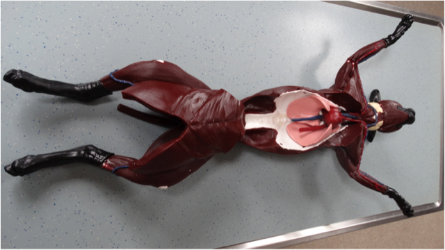 syndaver copycat kat plastinatie