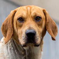 Hond proefdier proefhond