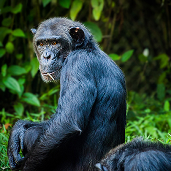 Chimpansee