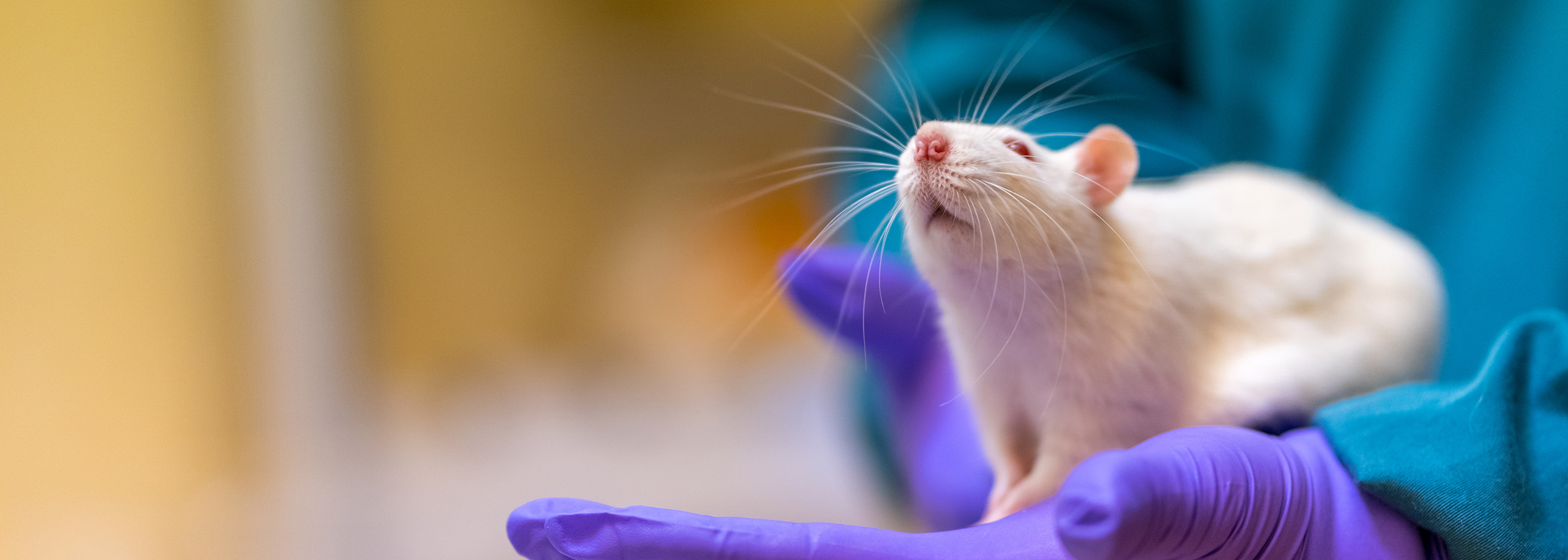 Rat