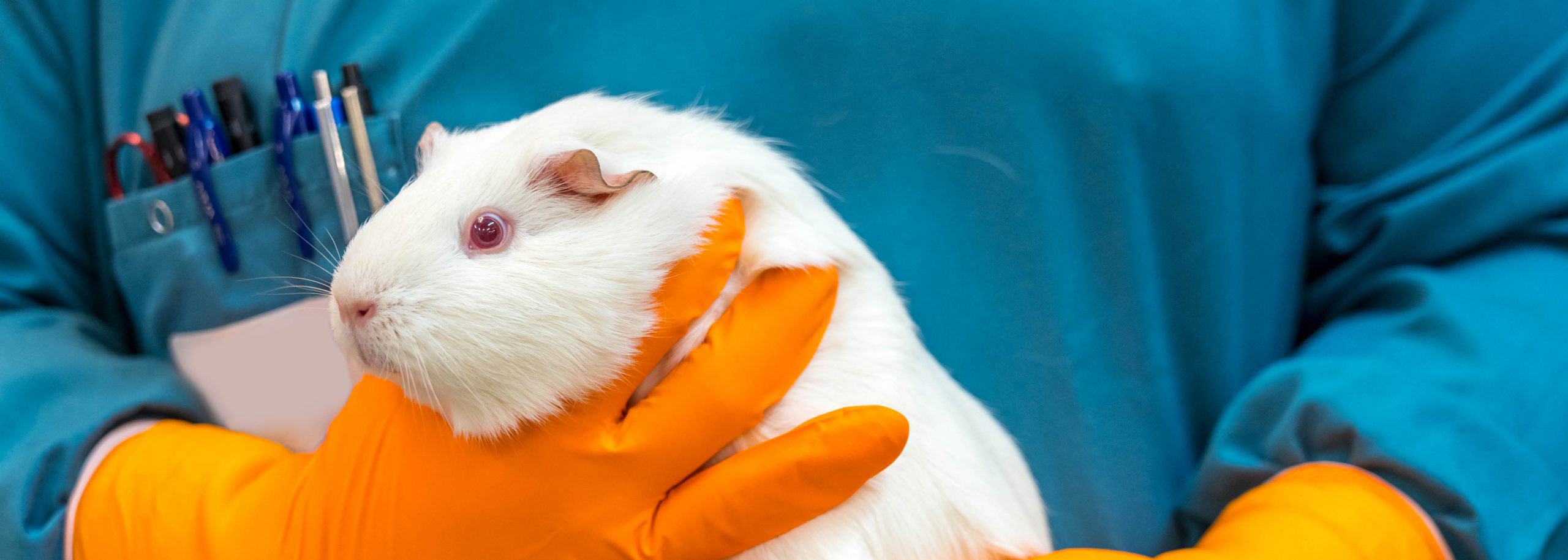 Cavia