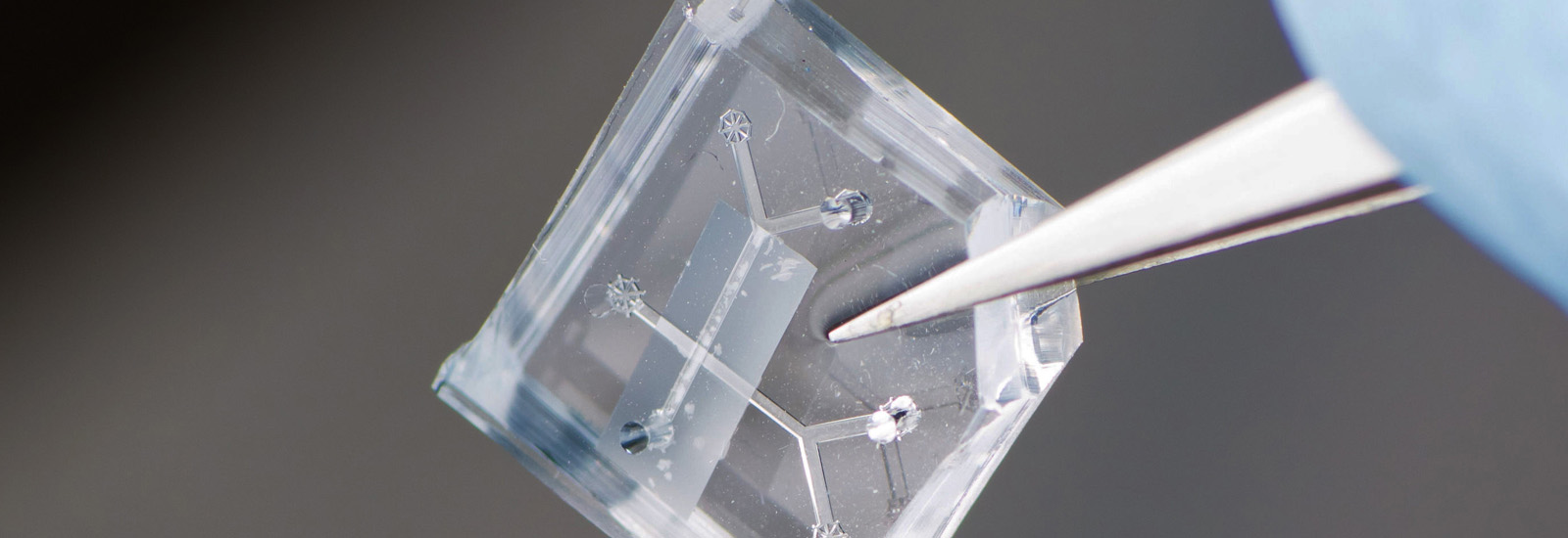 Nieuwe generatie organen-op-een-chip markeren grote stap voorwaarts in proefdiervrij onderzoek