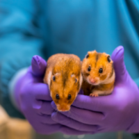 Hamster