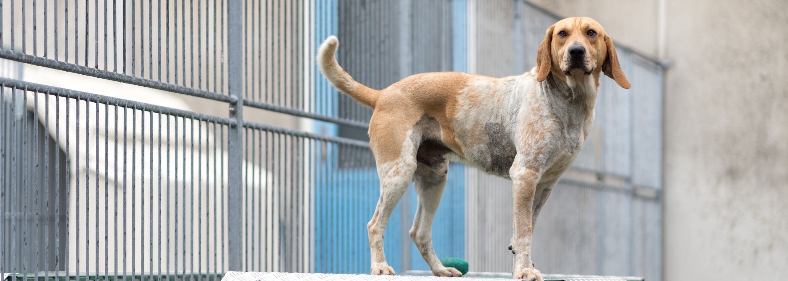 beagle ex-proefdier adopteren