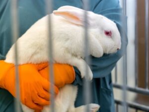 Konijn op arm proefdier coesmetica Iris Sijbom