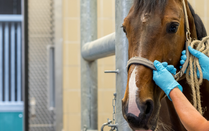 Paard proefdier
