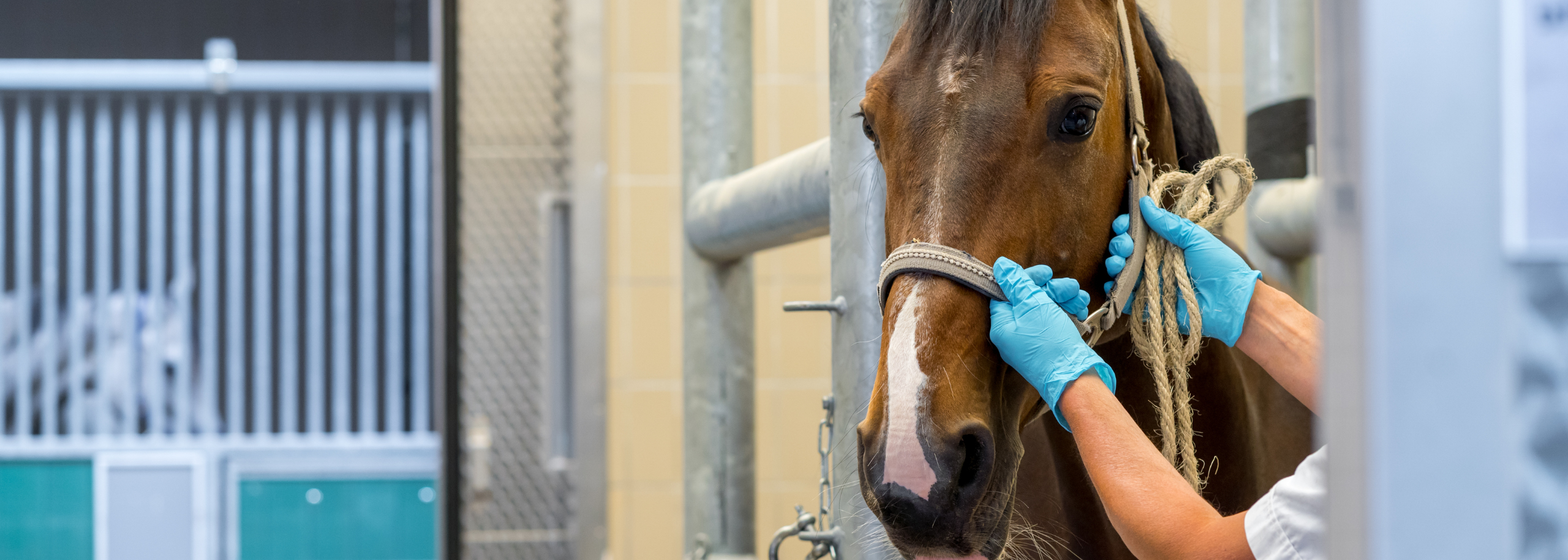 Paard proefdier