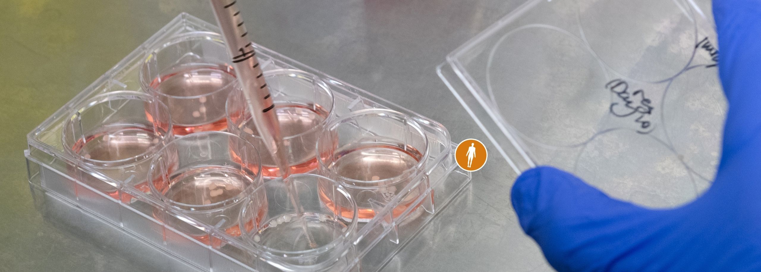 Cellen lichaam lab