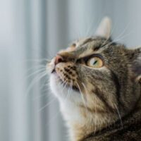ddc