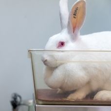 Konijn cosmetica