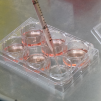organoid organoid