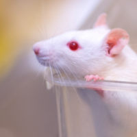 Muis oogonderzoek vierkant 400 x 400 Muis oogonderzoek