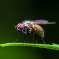 insect proefdier