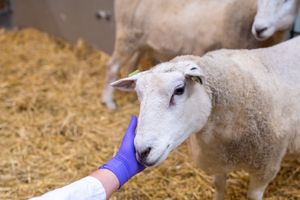 Schaap proefdier