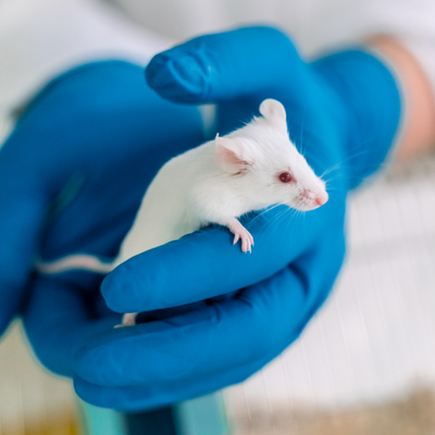foto muis hersenonderzoek Proefdier muis lab
