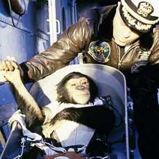 Chimpansee Ham Chimpansee Ham