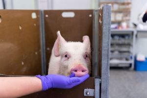 varken