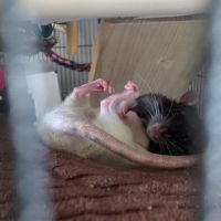 ex proef rat