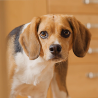 Proefdiervrij_Lola_Op_TV Lola