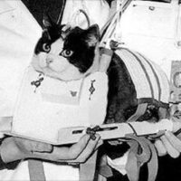 Félicette ruimteproefdier (c) CNES Chimpansee Ham