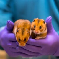 cavia cavia proefdier