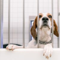 Proefdiervrij_Mobile header_Nalaten Proefdier hond