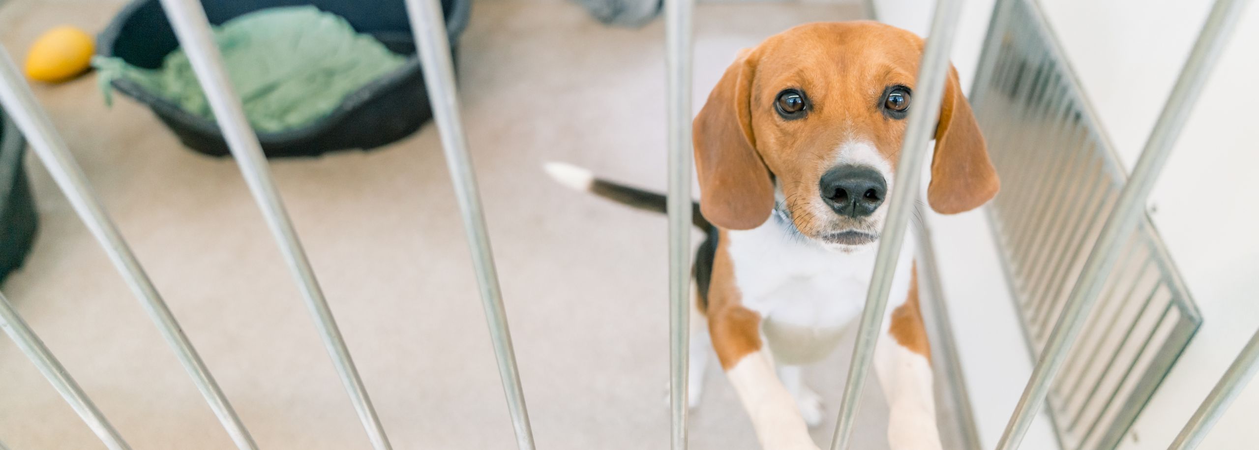 Wereldproefdierendag beagle proefdiervrij