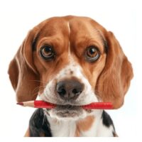 beagle stem voor dieren stem voor dieren proefdieren beagle