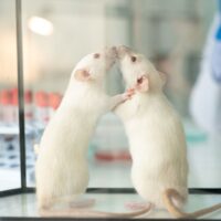 Rat rat