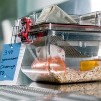 muis onderwijs muis onderwijs