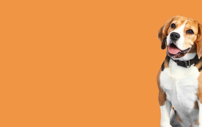 Beagle
