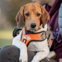 Beagle Dutch Cell Dogs 