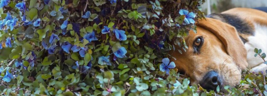 Banner klein Nalaten Brochure Beagle liggend tegen struik met blauwe bloemen