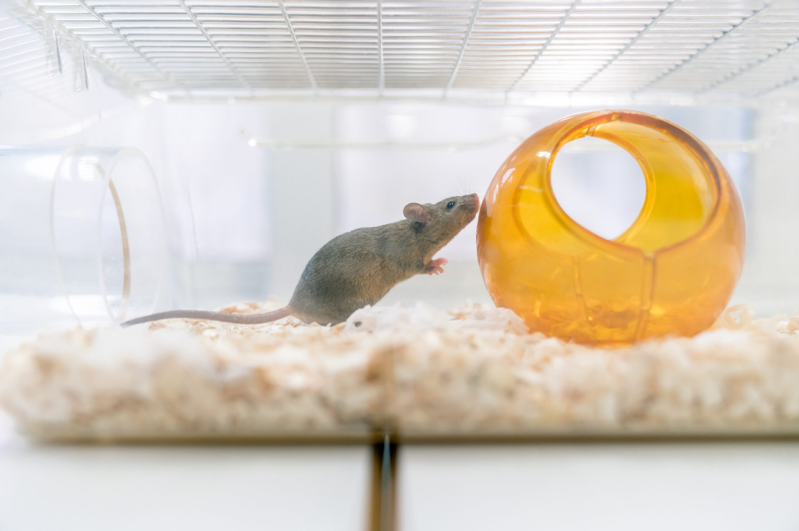 muis in lab