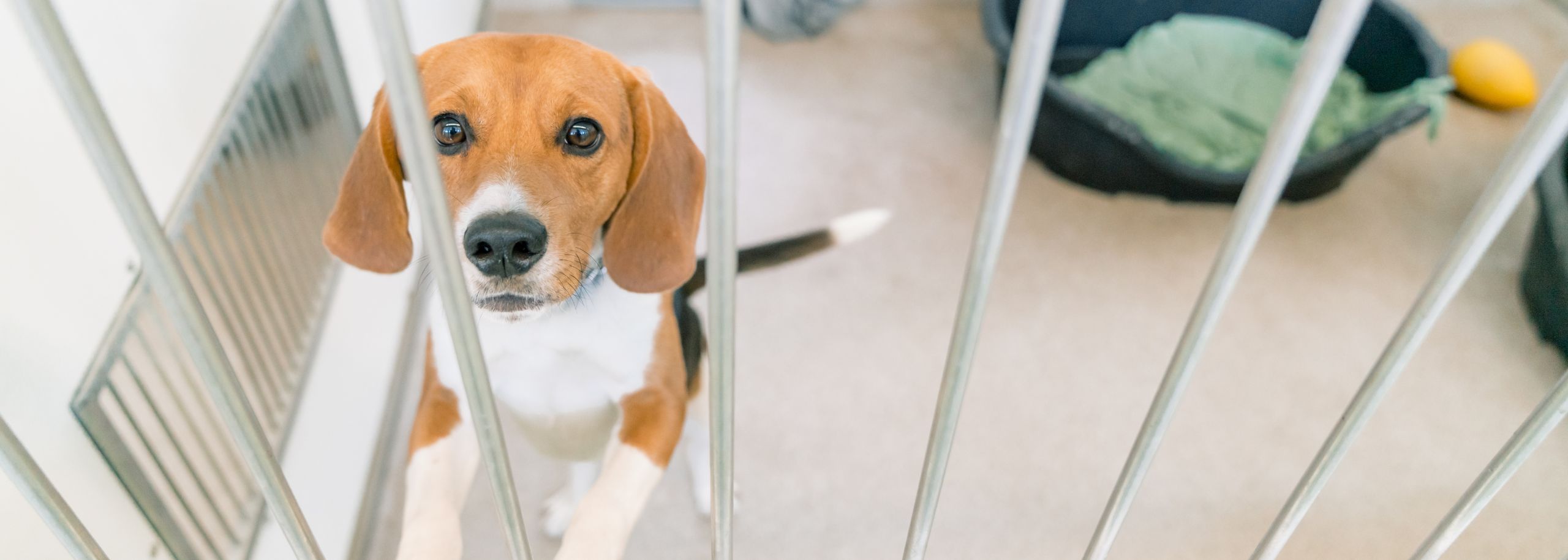 Reddingsactie 1.500 beagles bij Ridglan Farms in Amerika: onze reactie