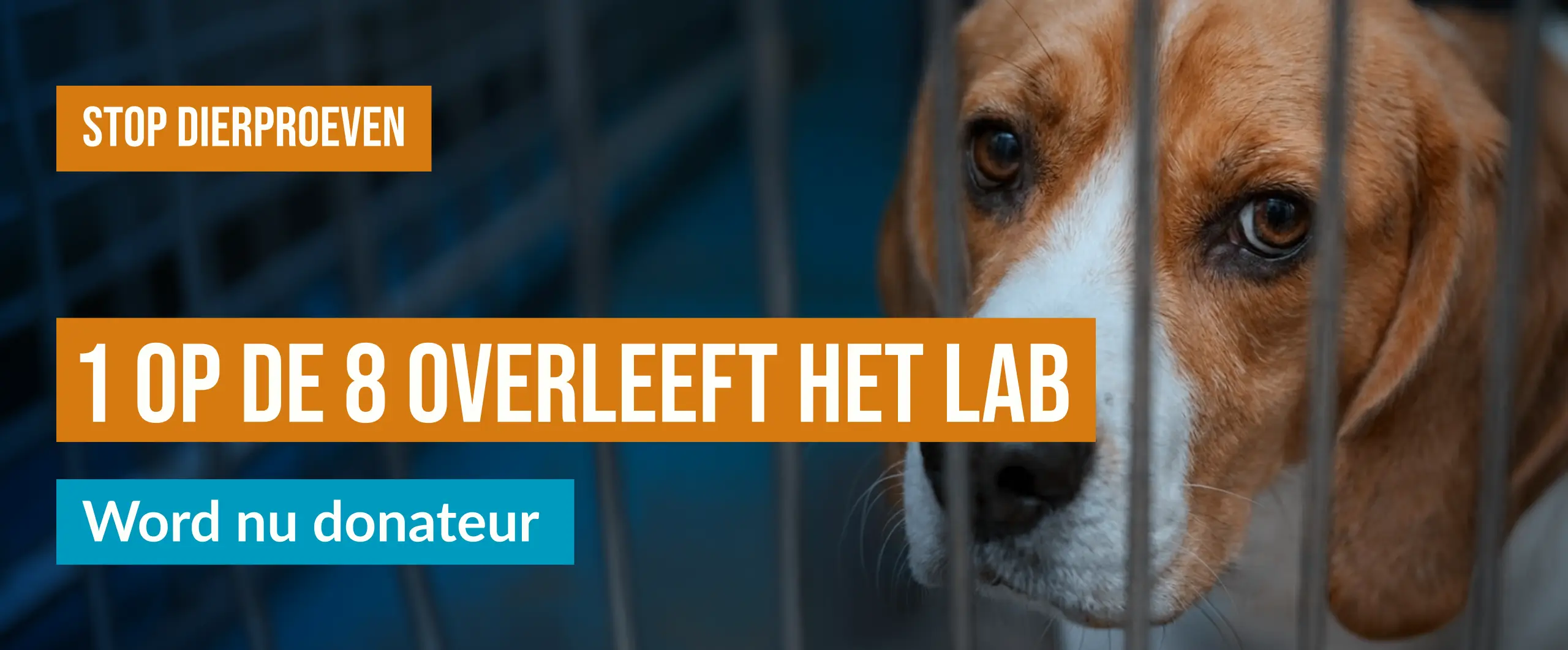 1-op-de-8-banner-hond-2